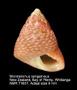 Micrelenchus sanguineus (3)